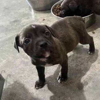Waffles -  Pit Bull Terrier Dog for Adoption in Richmond Hill, Georgia - Waffles | PetCurious