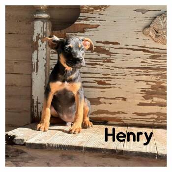 Henry -  Terrier Dog for Adoption in Helotes, Texas - Henry | PetCurious