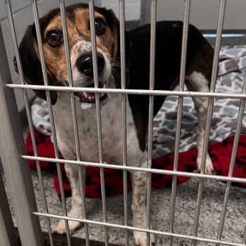 Rescue Beagle Dogs for Adoption in Jeffersonville, Indiana - Smeagle The Beagle | PetCurious