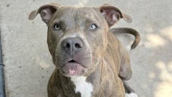 VICTORIOUS -  Pit Bull Terrier Dog for Adoption in Tulsa, Oklahoma - VICTORIOUS | PetCurious