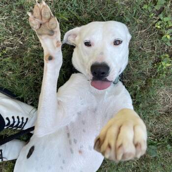 Amara -  Mixed Breed Dog for Adoption in Saint Charles, Missouri - Amara | PetCurious