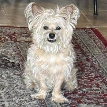 Fergus aka Flex -  Maltese and Shih Tzu Dog for Adoption in Marana, Arizona - Fergus Aka Flex | PetCurious