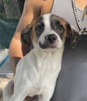 Terrier and Mixed Breed Dogs Available for Adoption - Poseidon | PetCurious