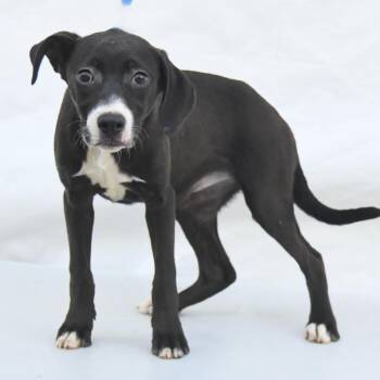 Black Labrador Retriever Dogs Available for Adoption in South Elgin, Illinois - Pollie | PetCurious
