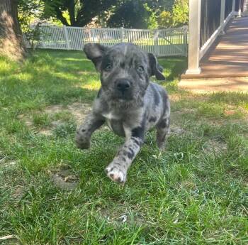 Elm - tree litter -  Catahoula Leopard Dog Dog for Adoption in Horn Lake, Mississippi - Elm - Tree Litter | PetCurious