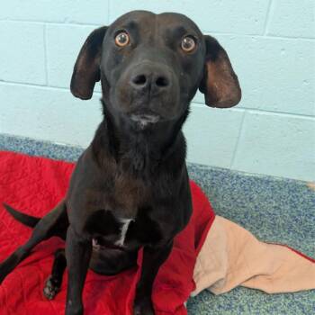 Mixed Breed Dogs Available for Adoption - Bumble Bee | PetCurious