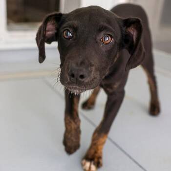 May -  Mixed Breed Dog for Adoption in Bradenton, Florida - May | PetCurious