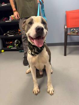 Rhino -  Terrier Dog for Adoption in Zanesville, Ohio - Rhino | PetCurious