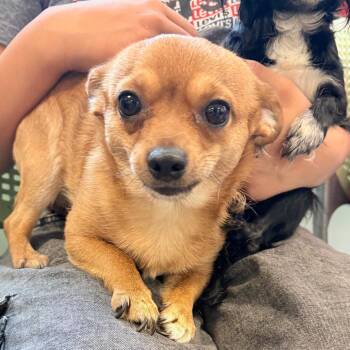 Chihuahua Dogs Available for Adoption in Philadelphia, Pennsylvania - Fito Olivares | PetCurious