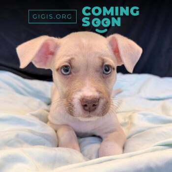 Mixed Breed Dogs Available for Adoption in Canal Winchester, Ohio - Reef | PetCurious