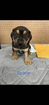 Mixed Breed Dogs Available for Adoption in Wyoming, Michigan - Zydeco | PetCurious