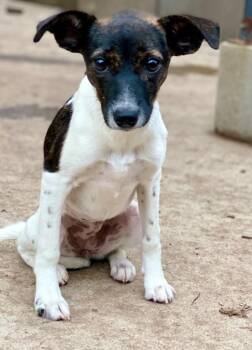 Flower -  Rat Terrier and Mixed Breed Dog for Adoption in Urbandale, Iowa - Flower | PetCurious