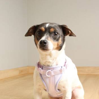 Fox Terrier and Mixed Breed Dogs Available for Adoption in Minnetonka, Minnesota - Coco Chanel D68802 | PetCurious
