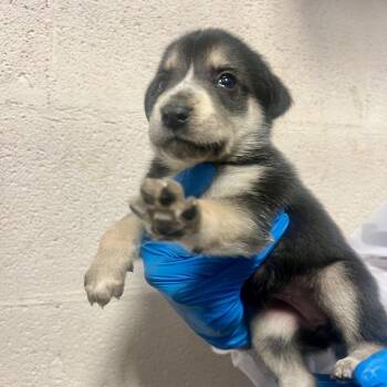 Stormie -  Shepherd and Mixed Breed Dog for Adoption in South Elgin, Illinois - Stormie | PetCurious
