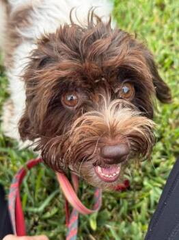 Lucy -  Shih Tzu and Poodle Dog for Adoption in VERNON ROCKVL, Connecticut - Lucy | PetCurious
