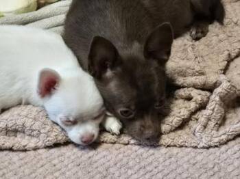 Mixed Breed Dogs Available for Adoption in Hobart, Indiana - Flour | PetCurious