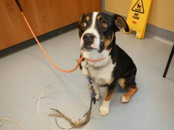 Rescue Entlebucher and Pit Bull Terrier Dogs for Adoption in San Jose, California - SWISS | PetCurious