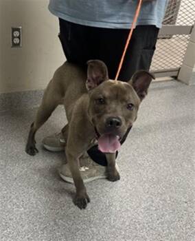 A186938 -  American Staffordshire Terrier and Mixed Breed Dog for Adoption in Pasadena, Texas - A186938 | PetCurious