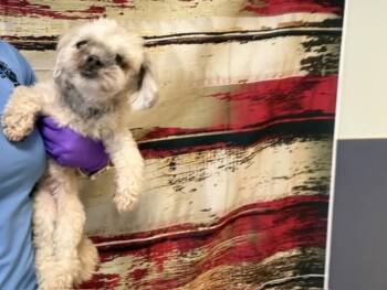 Poodle Dogs Available for Adoption in Doral, Florida - CARMEN | PetCurious
