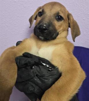 puppy 8 -  Mixed Breed Dog for Adoption in El Paso, Texas - Puppy 8 | PetCurious