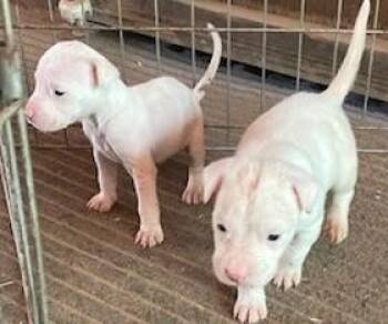 Greg -  Mixed Breed Dog Available for Adoption in Morristown, New Jersey - Greg | PetCurious