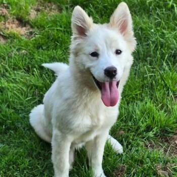 Bentley -  Husky and Mixed Breed Dog for Adoption in Alma, Wisconsin - Bentley | PetCurious