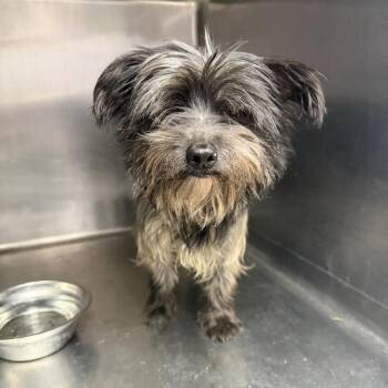 Yorkshire Terrier Dogs Available for Adoption - Marceline The Vampire Queen | PetCurious