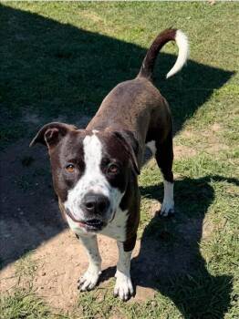 Pit Bull Terrier and Mixed Breed Dogs Available for Adoption in Conroe, Texas - RUNE | PetCurious