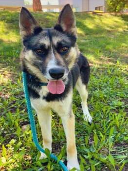 German Shepherd Dog and Siberian Husky Dogs Available for Adoption in Pleasant Grove, California - Dex | PetCurious
