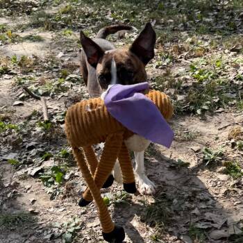 Hartley -  Boxer and Mixed Breed Dog for Adoption in Manhattan, Kansas - Hartley | PetCurious