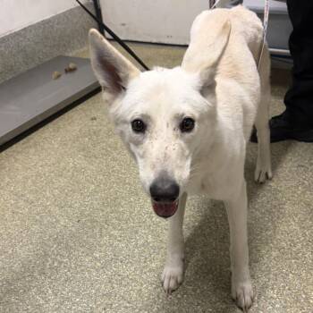 Mickey -  Husky Dog for Adoption in San Gabriel, California - Mickey | PetCurious