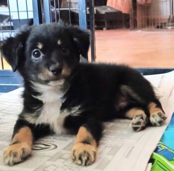 Zigmo -  Pomeranian and Mixed Breed Dog for Adoption in Evergreen, Colorado - Zigmo | PetCurious