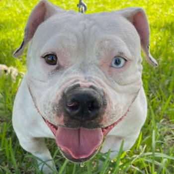 Rescue American Bulldog Dogs for Adoption in Indiantown, Florida - SUGAR | PetCurious