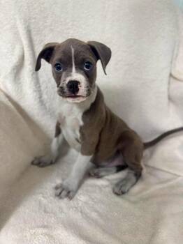 Geode -  Pit Bull Terrier Dog for Adoption in Waverly, Tennessee - Geode | PetCurious