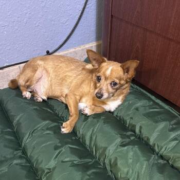 Thor -  Chihuahua Dog for Adoption in Casa Grande, Arizona - Thor | PetCurious