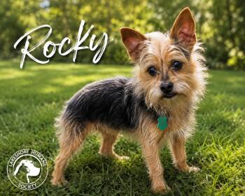 Rocky -  Miniature Schnauzer and Chihuahua Dog for Adoption in Dunkirk, New York - Rocky | PetCurious