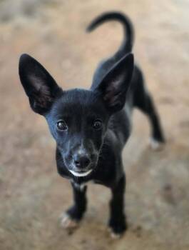 Margo -  Chihuahua and Terrier Dog for Adoption in Taghkanic, New York - Margo | PetCurious