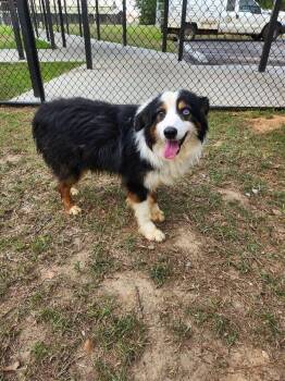 Rescue Australian Shepherd Dogs for Adoption in Ontario, California - Dylan FL | PetCurious