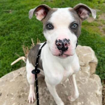 Terrier and Mixed Breed Dogs Available for Adoption in St. Peters, Missouri - Harley | PetCurious