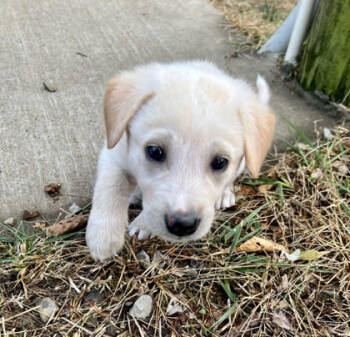 Rescue Husky and Mixed Breed Dogs for Adoption in Morton Grove, Illinois - Biscuit | PetCurious