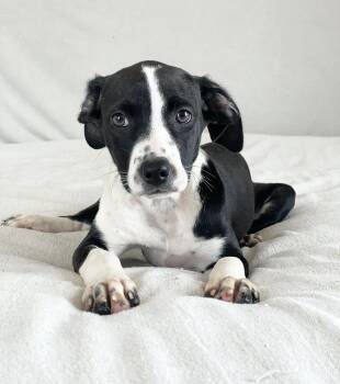 Hound and Labrador Retriever Dogs Available for Adoption - Sweet Ovideo | PetCurious
