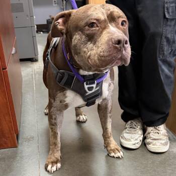 Sarge (BC-Stray-32951) -  Pit Bull Terrier Dog for Adoption in Idaho Falls, Idaho - Sarge (BC-Stray-32951) | PetCurious