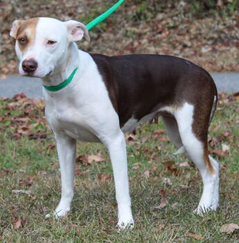 Rescue Terrier and Husky Dogs for Adoption in Prattville, Alabama - Daisy 42804 | PetCurious