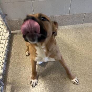 Cruz -  Terrier and Mixed Breed Dog for Adoption in Bristol, Indiana - Cruz | PetCurious