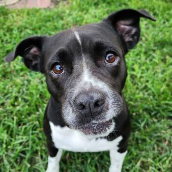 Rescue American Staffordshire Terrier and Pit Bull Terrier Dogs for Adoption in Houston, Texas - Lulu | PetCurious
