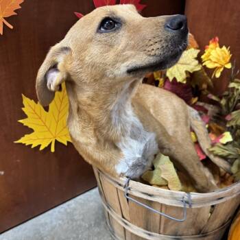 Rescue Beagle and Mixed Breed Dogs for Adoption in Rock Falls, Illinois - Frenchie | PetCurious
