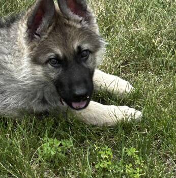 Otis -  Keeshond Dog for Adoption in Farmington, Minnesota - Otis | PetCurious
