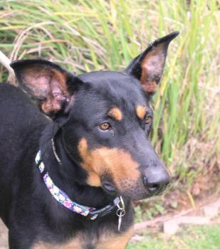 Doberman Pinscher and Shepherd Dogs Available for Adoption in Ventura, California - Lorna  | PetCurious