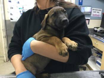 German Shepherd Dog Dogs Available for Adoption - KEVIN | PetCurious