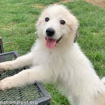 Rosie in KY - Playful & Social -  Great Pyrenees Dog for Adoption in Beacon, New York - Rosie In KY - Playful & Social | PetCurious